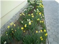 narcis